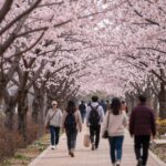 보은 보청천 벚꽃길의 긴 분홍색 터널과 산책하는 사람들