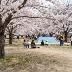 봄꽃이 피어난 대가야역사테마관광지 축제장 전경
