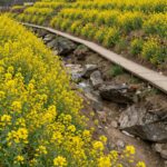 엉덩물계곡의 계곡을 따라 층층이 피어난 노란 유채꽃과 데크길