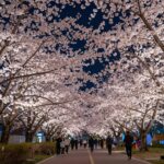 2026 김제 꽃빛드리 축제 야간 조명과 벚꽃이 어우러진 환상적인 풍경