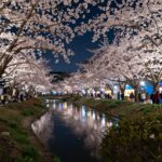 밤에 조명을 받아 빛나는 군산 은파호수공원 벚꽃나무와 야시장 풍경