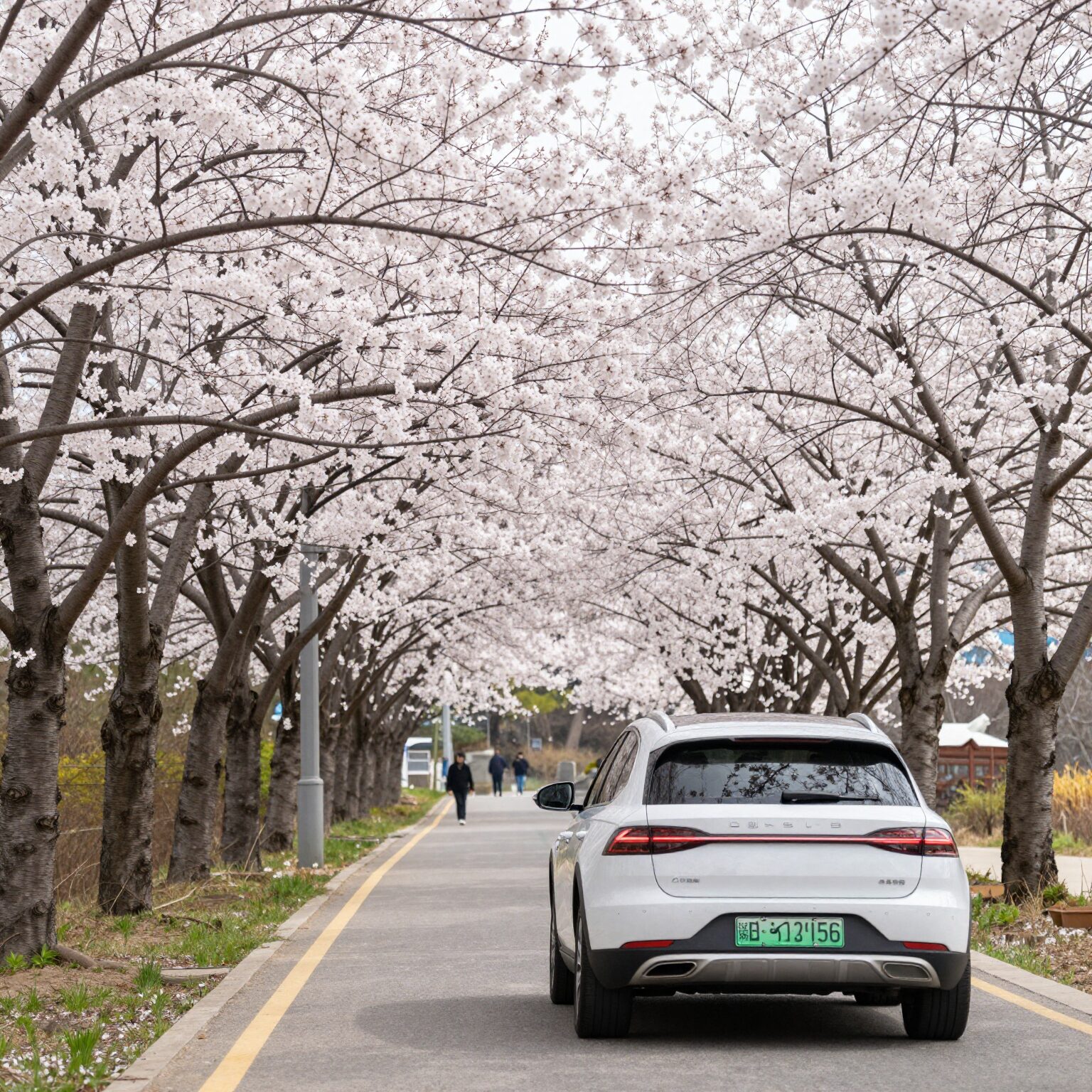 구례 섬진강 벚꽃길 드라이브 풍경