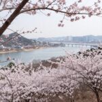 광양 매화마을 전망대에서 바라본 섬진강과 매화나무 풍경