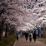 경주 대릉원 돌담길 벚꽃 축제 야간 조명이 비친 벚꽃 터널과 사람들