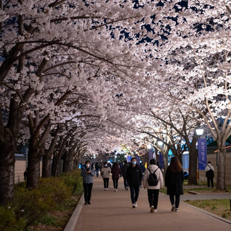 경주 대릉원 돌담길 벚꽃 축제 야간 조명이 비친 벚꽃 터널과 사람들