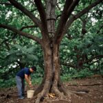 진안 운장산 고로쇠 나무 숲과 수액 채취 장면