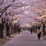 사상 가로공원 벚꽃야장 페스티벌 야간 조명이 비치는 핑크빛 벚꽃 터널 풍경