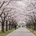여좌천 로망스 다리의 벚꽃 터널 풍경