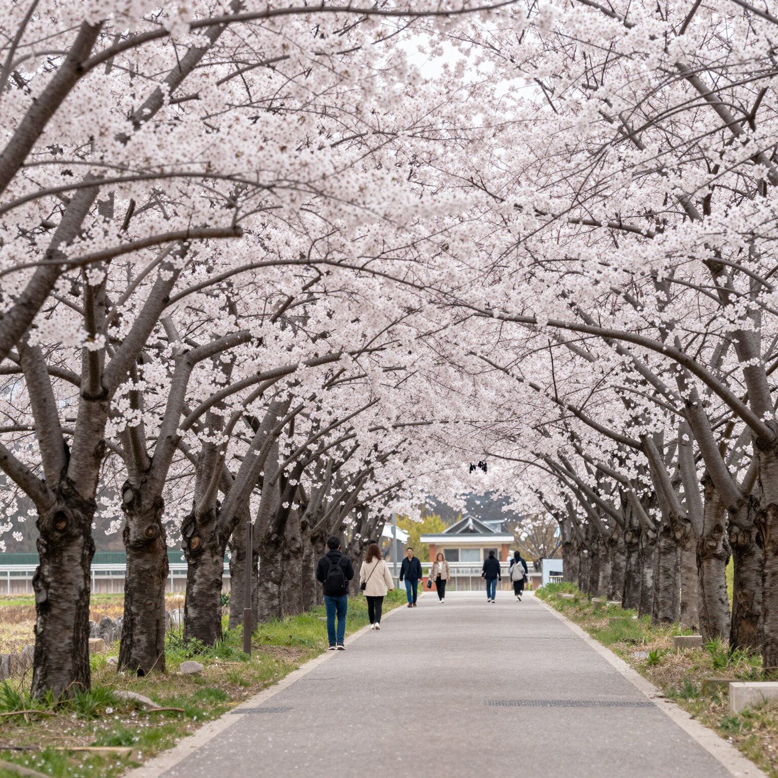 여좌천 로망스 다리의 벚꽃 터널 풍경