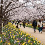 연수한마음공원에서 열리는 봄 축제와 주변 봄꽃 명소 안내