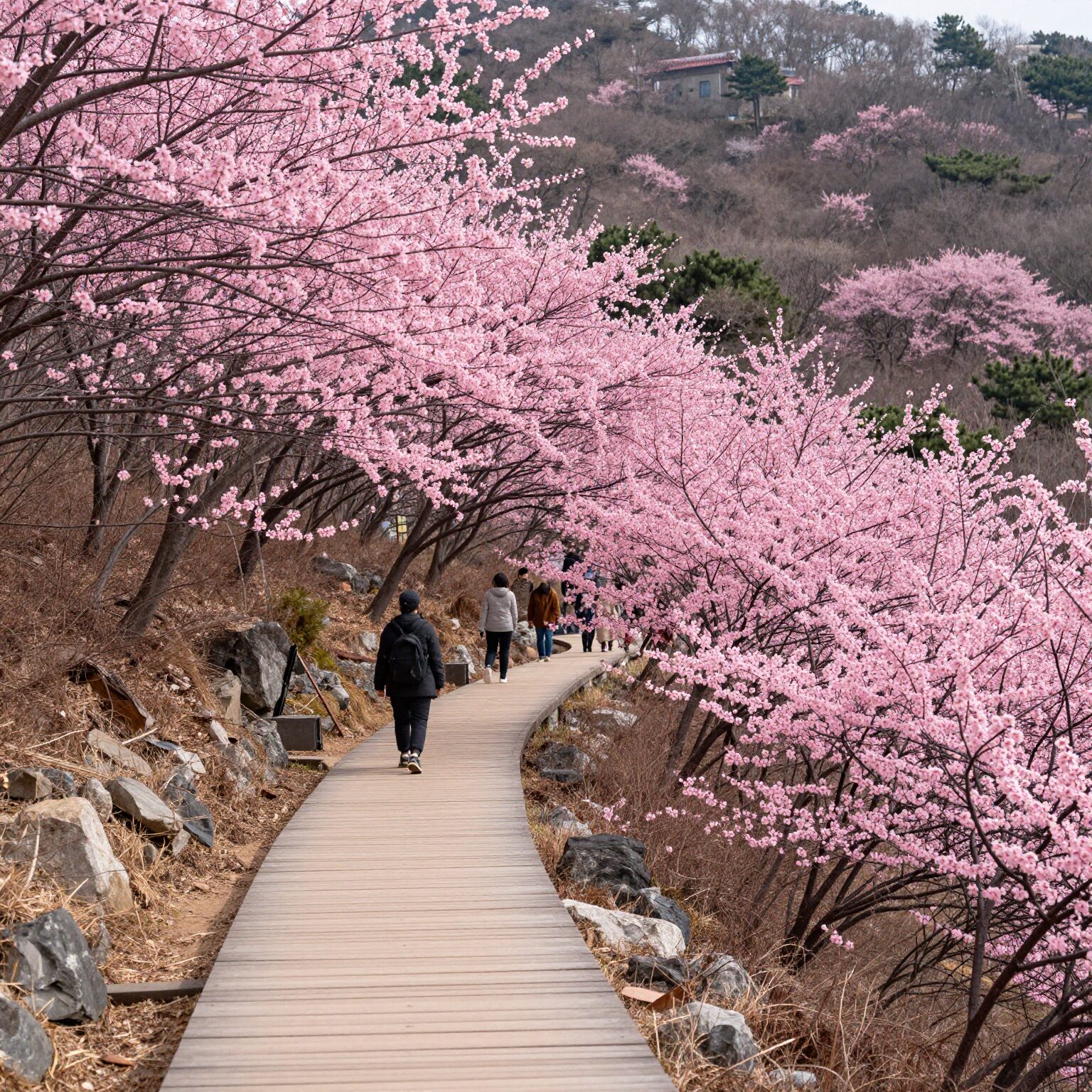 불암산 철쭉동산의 진분홍빛 철쭉 군락과 데크길 산책로 풍경