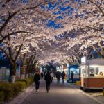 강릉 경포벚꽃축제 야간 조명이 비친 벚꽃 터널과 푸드트럭