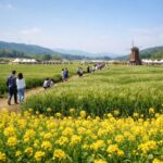 고창 청보리밭 축제의 넓은 초록 들판과 유채꽃 풍경