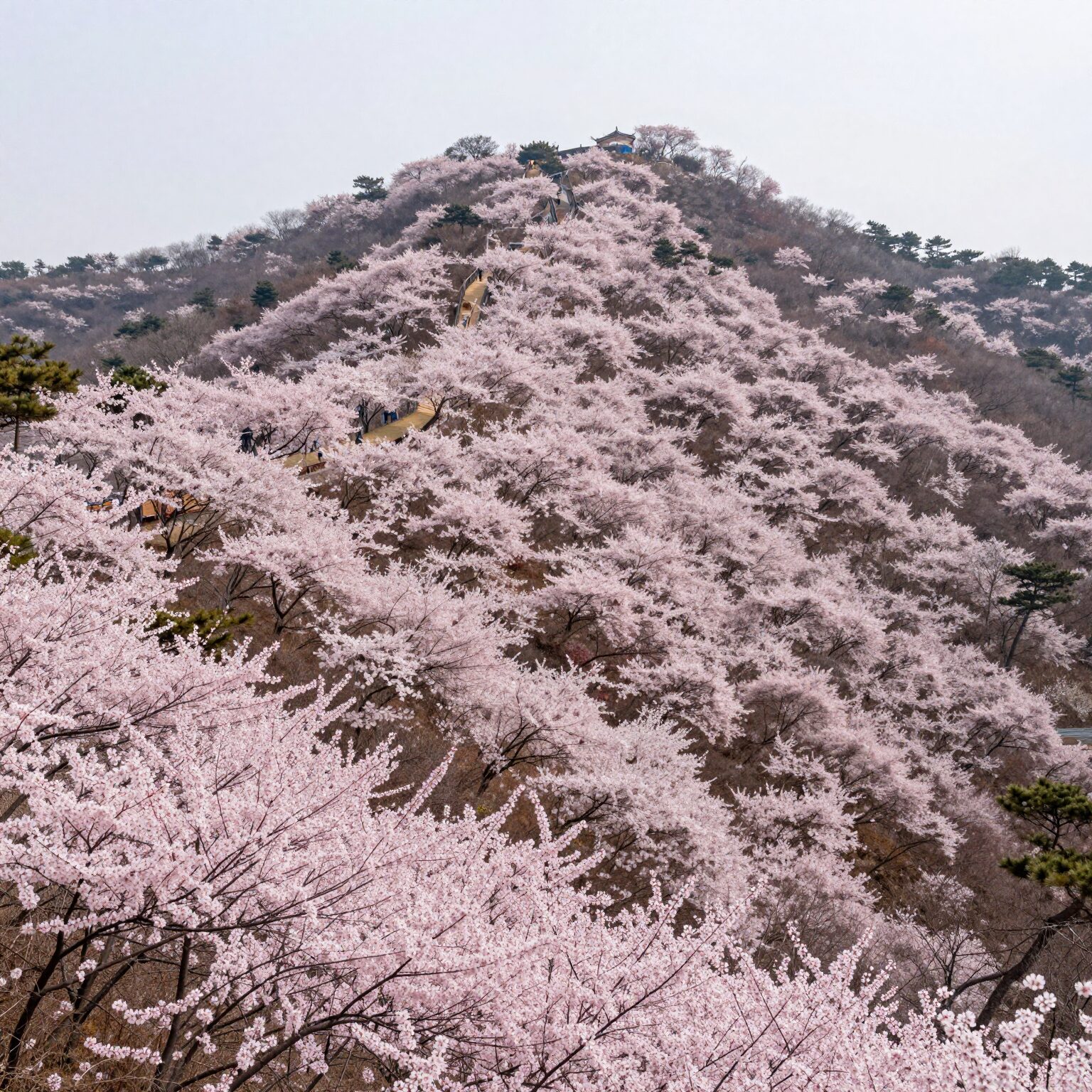 군포 철쭉동산에서 바라본 만개한 분홍색 철쭉과 수리산 능선의 풍경
