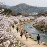 회룡포 봄나들이 축제 유채꽃밭과 내성천 풍경