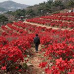 2026년 산청 황매산 철쭉제 행사장 전경, 붉은 철쭉이 만개한 모습
