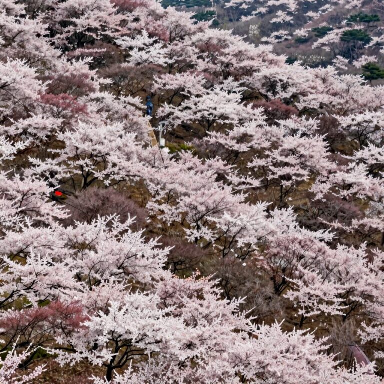 황매산 철쭉제 풍경 만개한 철쭉 군락지 전경