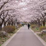 화순 세량제 벚꽃길의 아름다운 풍경, 분홍색 벚꽃 터널과 저수지가 조화를 이룬 모습