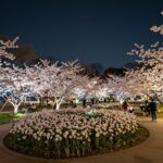 강서봄빛페스타 야간 조명이 반짝이는 방화근린공원 풍경