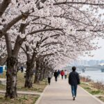 양평 갈산공원 남한강변 벚꽃길 봄 풍경