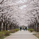 2026년 3월 말 양산 황산공원 벚꽃 터널 개화 상황 사진