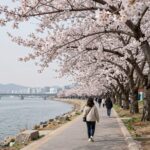 여주 흥천 남한강 벚꽃길의 흐드러지게 핀 벚꽃 터널과 남한강 풍경