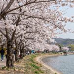 2026년 4월 초 영랑호 벚꽃 개화 현장 사진, 부분 만개된 벚꽃나무와 호수 배경