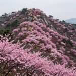 소백산 비로봉 정상부 연분홍 철쭉 군락이 능선을 따라 펼쳐진 풍경