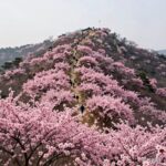 소백산 능선을 따라 연분홍 철쭉이 광활하게 핀 풍경