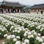 2026 양평 세미원 연꽃문화제 절정 시기 홍련과 백련이 만개한 전경