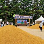 홍천 찰옥수수 축제 2026 일정 총정리 2026 홍천 찰옥수수 축제 도시산림공원 토리숲 행사장 전경