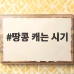땅콩 캐는 시기 언제가 좋을까 수확 신호와 방법 정리 땅콩 캐는 시기