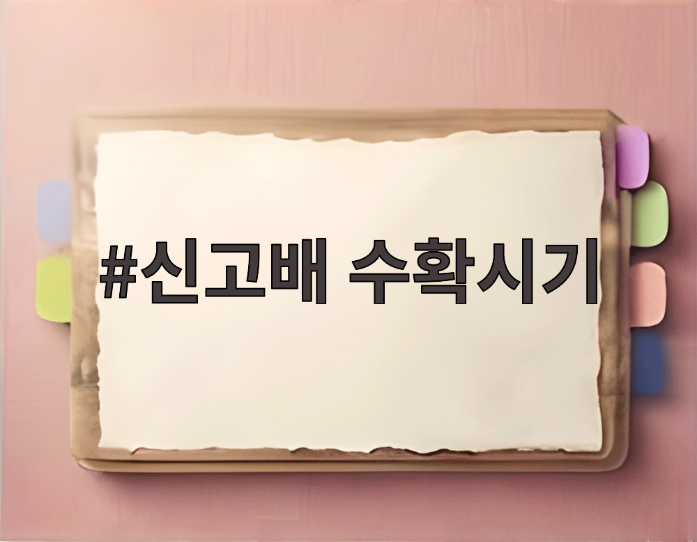 신고배 수확시기