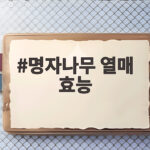 명자나무 열매 효능 제대로 알고 즐기는 자연의 선물 명자나무 열매 효능