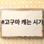 고구마 캐는 시기