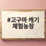 고구마 캐기 체험농장