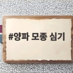 양파 모종 심기 텃밭에서 바로 성공하는 현실적인 방법 양파 모종 심기