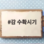감 수확시기