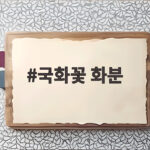국화꽃 화분