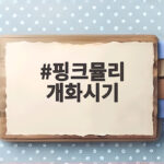핑크뮬리 개화시기