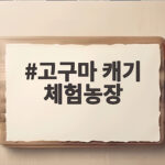 고구마 캐기 체험농장