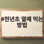 천년초 열매 먹는 방법