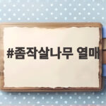 좀작살나무 열매