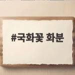 국화꽃 화분