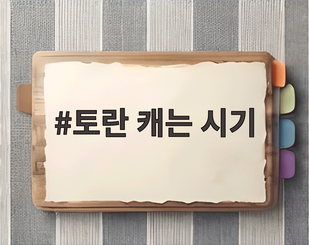 토란 캐는 시기
