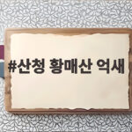 산청 황매산 억새 능선 따라 걷는 가을 산책 어디까지 가볼까 산청 황매산 억새